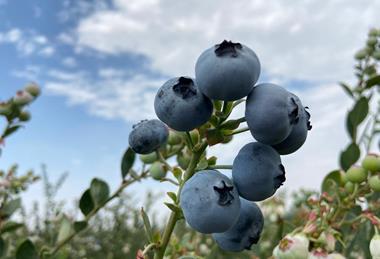 Agrovision blueberries
