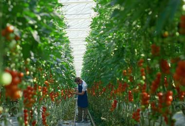 Tomato greenhouse
