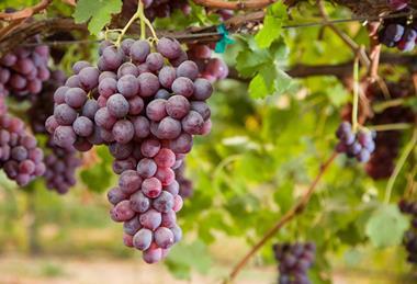 California red grapes Adobe Stock