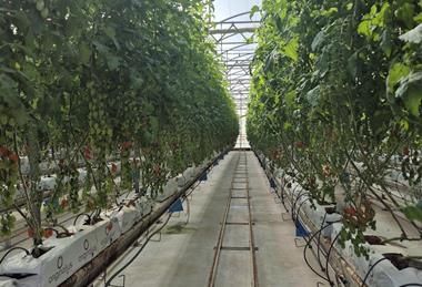 Tomato test farm in Almeria Rijk Zwaan