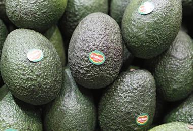 Zeitz_FL2013_Del Monte Avocados