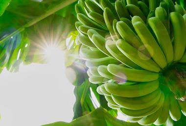 One Banana bananas