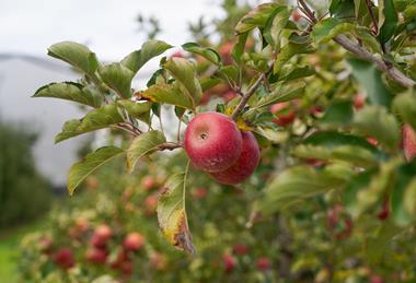 Adobe Stock Pink Lady Apples in Orchard Stanthorpe Queensland Australia production