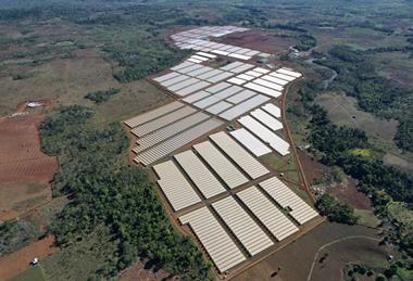 Costa Laos berry operation