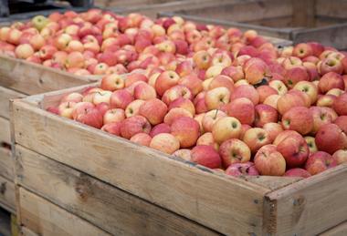 Polish apples in crates Adobe Stock