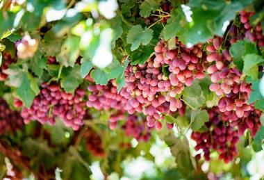 Australian table grapes