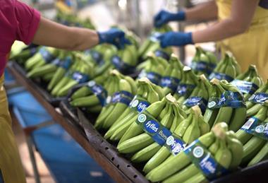 Fyffes bananas sorting