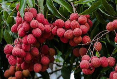 Lychees on tree