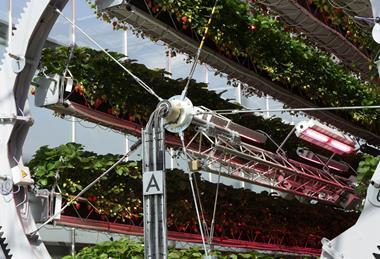 Dyson uses innovative growing technologies