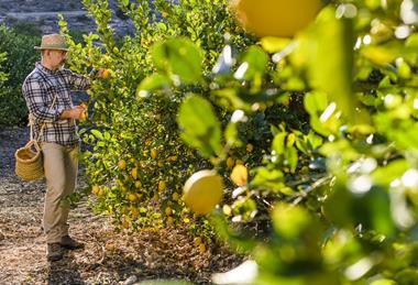 Spanish lemons