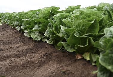 Syngenta Vegetable Seeds lettuce Salinas