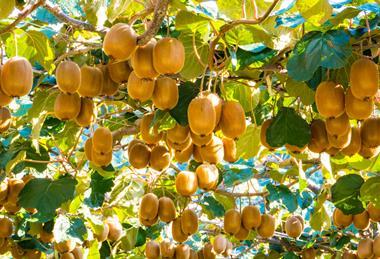 Kiwifruit