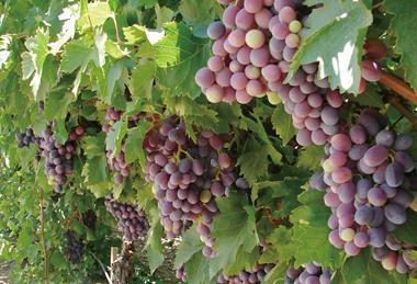 p65(29) US Calif Grapes purple grapes on vine