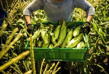 Farm worker carries a container of freshly harvested sweet corn