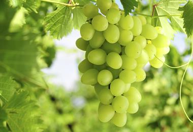 California grapes