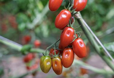 Rijk Zwaan Laurencetto RZ tomatoes