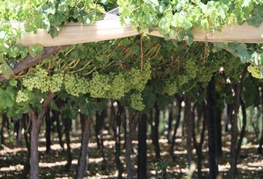 South African table grapes under covering Adobe Stock