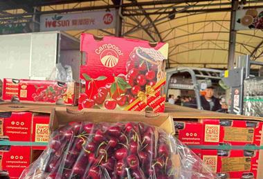 Camposol cherries China A