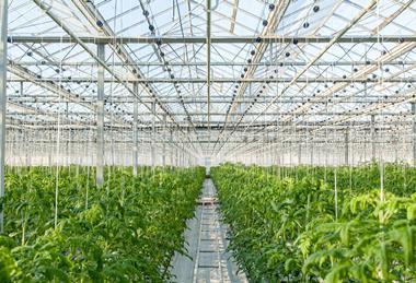 The construction of horticultural buildings could become easier
