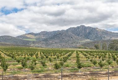 South African citrus