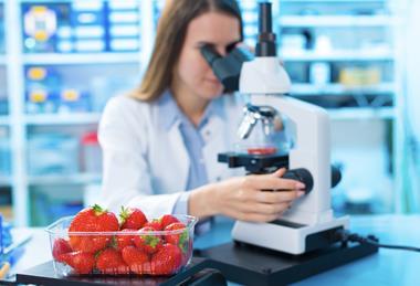 Fruit inspection testing strawberries Adobe Stock