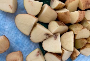 Cut potatoes showing the effects of potato mop top virus