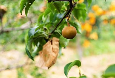 Chinese pear on tree