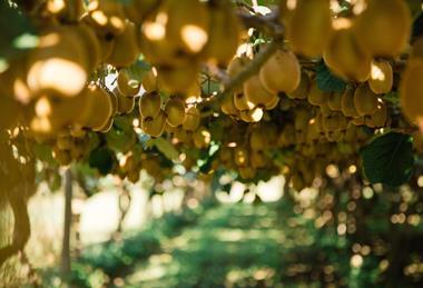 Zespri kiwifruit orchard hanging fruit