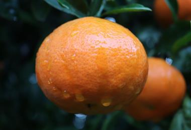 Plus Berries Spain mandarins