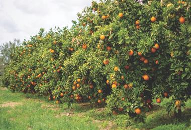 Citrus