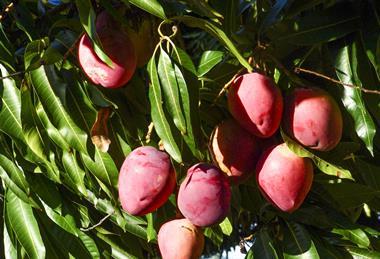 Brazil mangoes San Francisco Valley