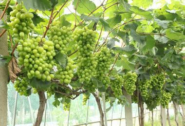Green Grapes Xinjiang Vineyard Credit MinhChau AdobeStock_1709473300