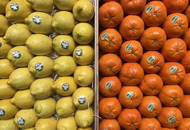 Bollo lemons Bruno oranges citrus