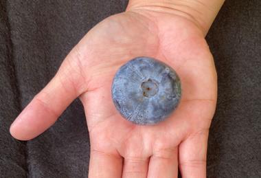 Heaviest Blueberry on Hand Photo copy