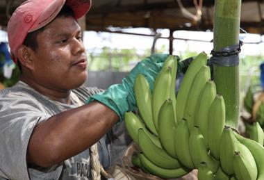Chiquita Panama