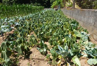 Extreme weather poses a growing risk to the UK’s food supply resilience