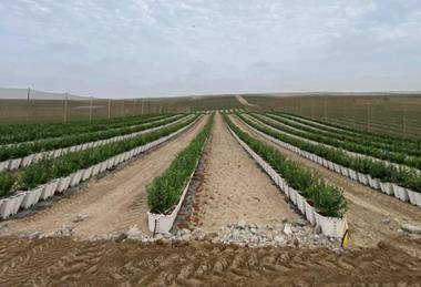 Vanguard blueberry farm