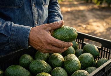 Hass avocado hand Adobe Stock