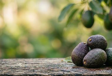 Hass avocado pile Adobe Stock