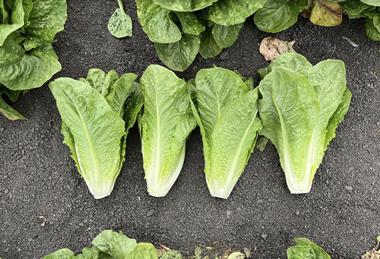 Renegade romaine lettuce Syngenta 2026
