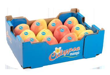 Calypso mangoes