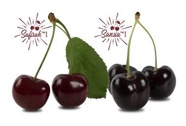 World Fresh Exports Sansia and Safirah cherries Canada
