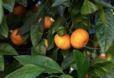 South Africa mandarins Adobe Stock