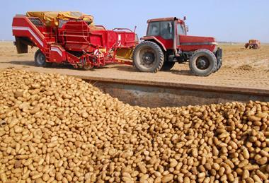 Landwirt bei Kartoffelernte