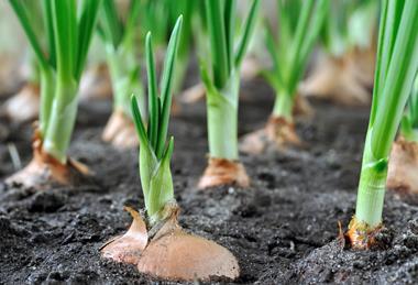 Onion bulbs planted Adobe Stock