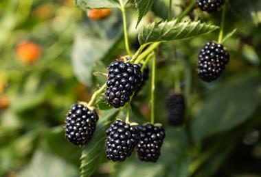 Brombeeren