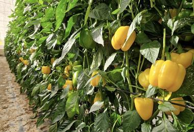 Semillas Fitó peppers
