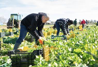 Celery harvesting Spain Adobe Stock