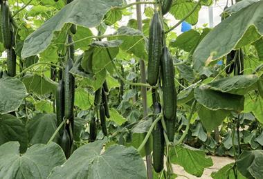 Fitó courgettes