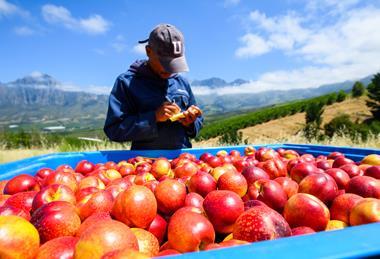 South Africa stonefruit arvest in bins Hortgro